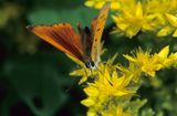 czerwończyk dukacik, lycaena virgaureae, samiec