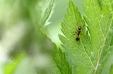 Mrówka, Wścieklica, Myrmica