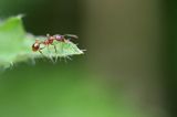 Mrówka, Wścieklica, Myrmica