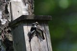 Muchołówka białoszyja, Ficedula albicollis, samiec i samica przy budce