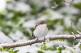 Muchołówka żałobna, Ficedula hypoleuca