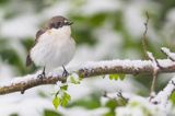 Muchołówka żałobna, Ficedula hypoleuca