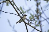 Muchołówka żałobna, Ficedula hypoleuca