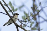 Muchołówka żałobna, Ficedula hypoleuca