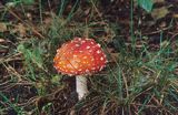 muchomor czerwony Amanita muscaria