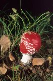 muchomor czerwony Amanita muscaria