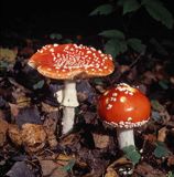 muchomor czerwony Amanita muscaria