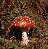 muchomor czerwony Amanita muscaria