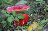 muchomor czerwony, Amanita muscaria