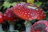 muchomor czerwony, Amanita muscaria