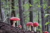 Muchomor czerwony, Amanita muscaria