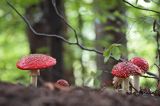 Muchomor czerwony, Amanita muscaria