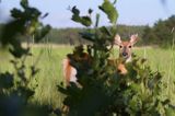 Mulak białoogonowy, jeleń wirginijski, jeleń wirgiński, Odocoileus virginianus, Wyspa Iso Vartholma, Archipelag Turku, Finlandia