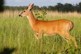 Mulak białoogonowy, jeleń wirginijski, jeleń wirgiński, Odocoileus virginianus, Wyspa Iso Vartholma, Archipelag Turku, Finlandia