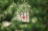 Mulak białoogonowy, jeleń wirginijski, jeleń wirgiński, Odocoileus virginianus, Wyspa Iso Vartholma, Archipelag Turku, Finlandia