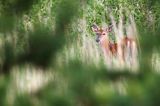 Mulak białoogonowy, jeleń wirginijski, jeleń wirgiński, Odocoileus virginianus, Wyspa Iso Vartholma, Archipelag Turku, Finlandia