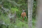 Mulak białoogonowy, jeleń wirginijski, jeleń wirgiński, Odocoileus virginianus, Wyspa Iso Vartholma, Archipelag Turku, Finlandia