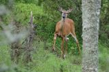 Mulak białoogonowy, jeleń wirginijski, jeleń wirgiński, Odocoileus virginianus, Wyspa Iso Vartholma, Archipelag Turku, Finlandia