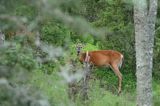 Mulak białoogonowy, jeleń wirginijski, jeleń wirgiński, Odocoileus virginianus, Wyspa Iso Vartholma, Archipelag Turku, Finlandia