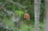 Mulak białoogonowy, jeleń wirginijski, jeleń wirgiński, Odocoileus virginianus, Wyspa Iso Vartholma, Archipelag Turku, Finlandia