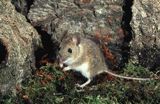mysz wielkooka leśna Apodemus flavicolis