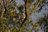 myszołów Buteo buteo