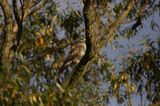 myszołów Buteo buteo