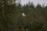 myszołów Buteo buteo