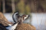 myszołów Buteo buteo