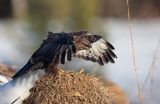 myszołów Buteo buteo