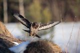 myszołów Buteo buteo