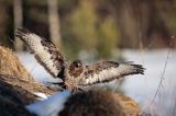 myszołów Buteo buteo