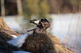 myszołów Buteo buteo