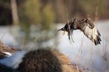 myszołów Buteo buteo