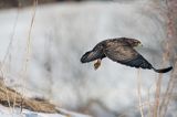 myszołów Buteo buteo