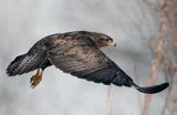 myszołów Buteo buteo