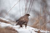 myszołów Buteo buteo