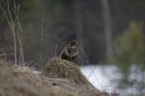 myszołów Buteo buteo