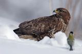 myszołów Buteo buteo i sikora bogatka 'Dawid i Goliat'