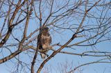 myszołów Buteo buteo