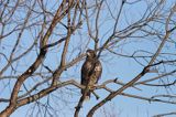 myszołów Buteo buteo