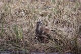 myszołów Buteo buteo