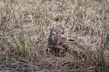 myszołów Buteo buteo