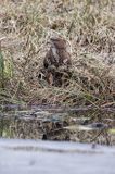 myszołów Buteo buteo