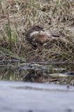 myszołów Buteo buteo