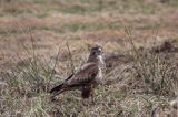 myszołów Buteo buteo