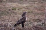 myszołów Buteo buteo