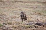 myszołów Buteo buteo