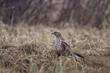 myszołów Buteo buteo