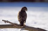 myszołów Buteo buteo